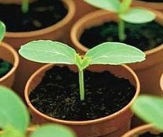 Подготовка к высадке рассады рассада