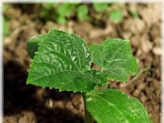 Почему культура отказывается расти? рост