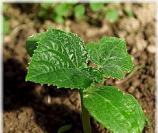 Почему культура отказывается расти? рост