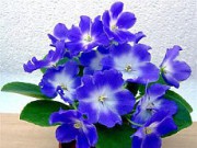 Фиалка – одно из самых пышно цветущих комнатных растений фиалка дома