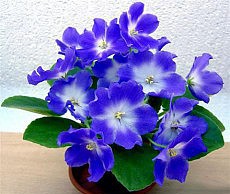 Фиалка – одно из самых пышно цветущих комнатных растений фиалка дома