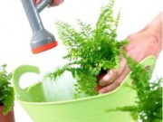 Поддерживаем чистоту комнатных растений мудро чистота растений