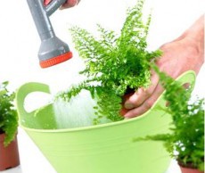 Поддерживаем чистоту комнатных растений мудро чистота растений