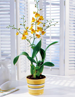 чистота растений