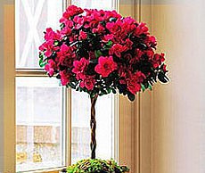 Домашний вечнозеленый цветущий кустарник азалия