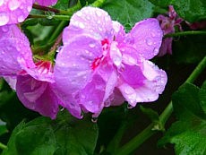 душ для цветов