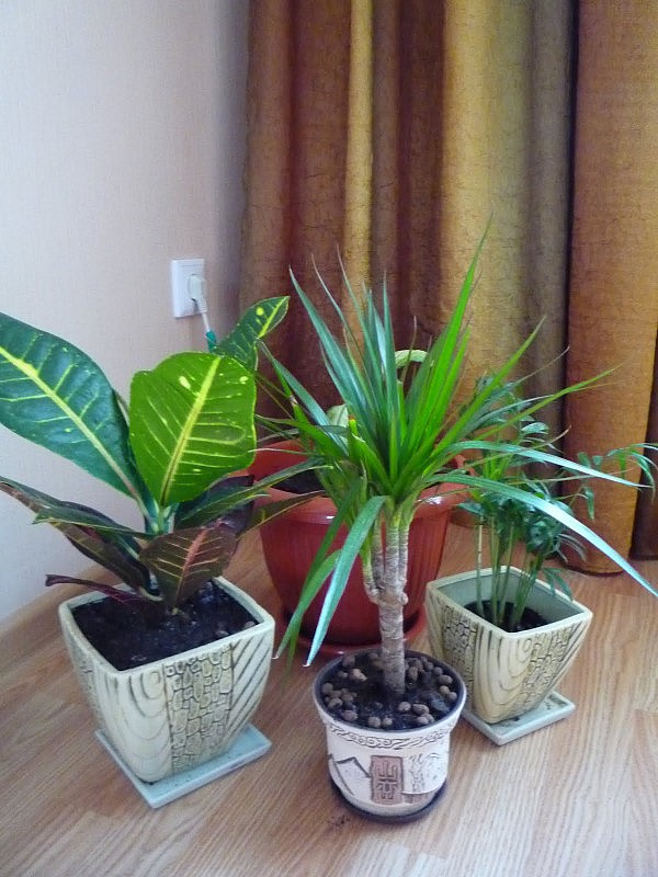 душ для цветов