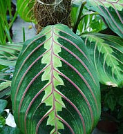 Декоративное чудо среди зимы – Маранта маранта