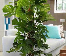 Монстера – милый экзот с устрашающим названием монстера