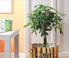 Создаем уют в доме благодаря растениям растения уют