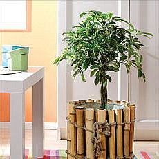 растения уют