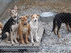 собаки собаки