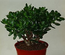 Денежное дерево – добиваемся активного роста и цветения денежное дерево