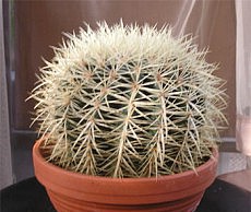 Задача для новичка – выращиваем кактус кактус