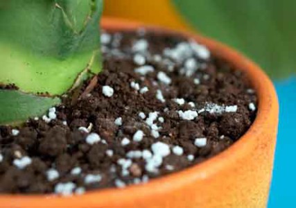 подкормка главная