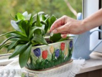 подкормка самая главная