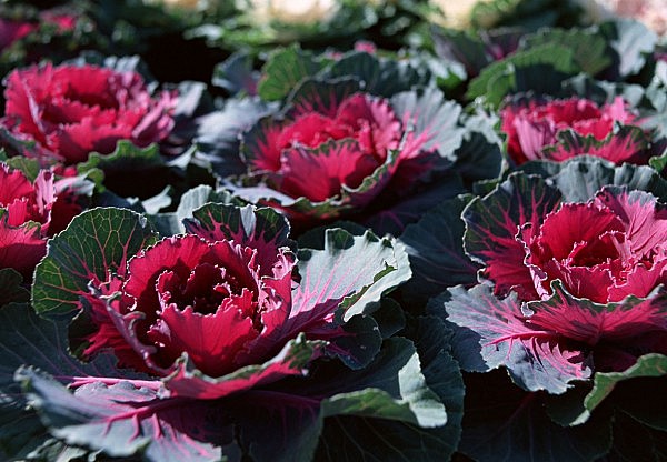 декоративная капуста