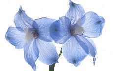 дельфиниум