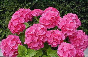 Если сад тенистый – сажайте гортензию гортензия