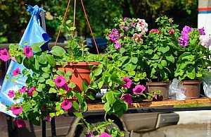 4 марта в городе стартуют ярмарки цветов ярмарка