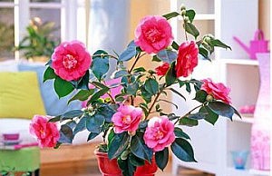 Камелия – и цветок, и дерево камелия