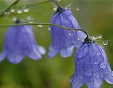 колокольчик