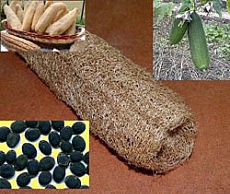 Люффа – и растение, и мочалка, и мыло люффа