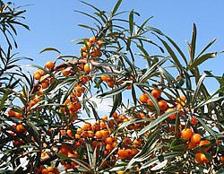 Облепиха – выращиваем одно из полезнейших растений облепиха