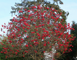 Рябина в саду – и эстетично, и полезно рябина