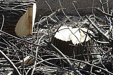 спиленное дерево