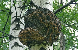 Березовая чага – может ли от нее быть польза? чага