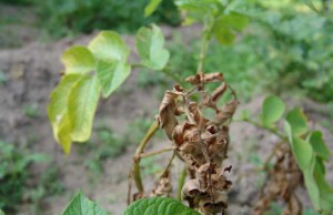 Опасность фитофторы и методы спасения картофеля фитофтора