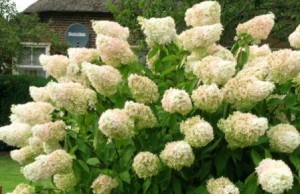 Растение, которое любит тень гортензия