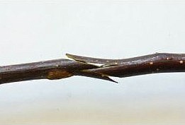 клоновые подвои