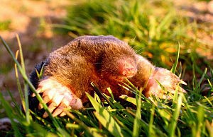 Если кроты остались – ударим по ним весной крот