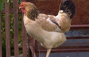 Может ли куриный помет пригодиться как удобрение? курица