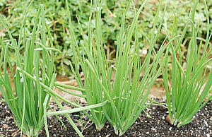 Лук – если выращивать, то целый урожай лук