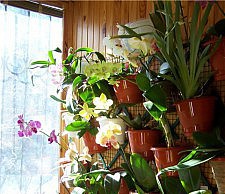 Чего не хватает культуре? растения