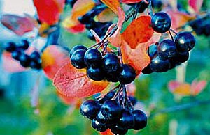 Черная рябина – в чем ее польза рябина