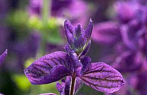 Шалфей – стоит ли найти место для него в саду шалфей