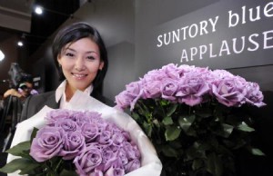 Синие розы – давняя мечта ныне превратилась в реальность синие розы