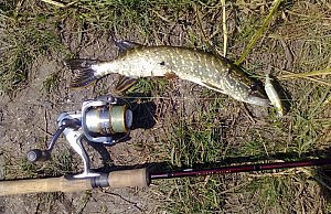 Рыбинспектор. Слепость за деньги