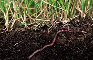 Дождевые черви – помощники на грядке червь