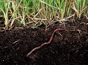 червь червь