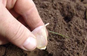 Чеснок – пришло время посадки чеснок