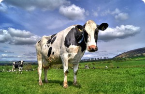 Советы тем, кто хочет держать корову корова