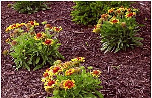 Готовимся к лету – мульча на вашем участке мульча