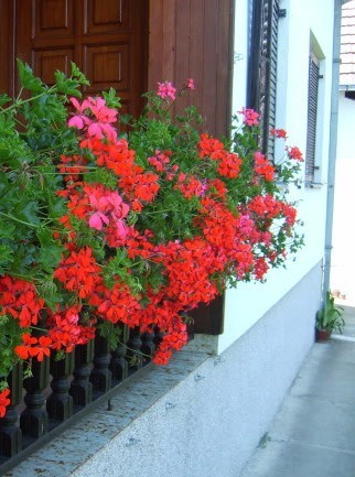 пеларгония