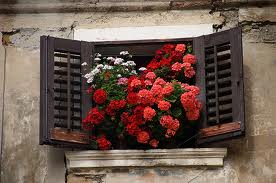 пеларгония