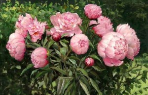 Как заставить пионы цвести? пионы